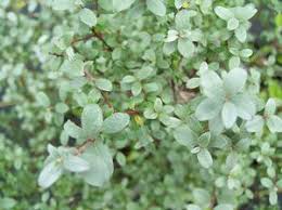 Attēlu rezultāti vaicājumam “Salix repens subsp. rosmarinifolia”