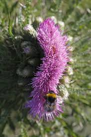 Attēlu rezultāti vaicājumam “Cirsium palustre flower”