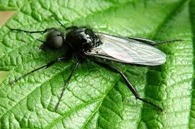 Attēlu rezultāti vaicājumam “Bibionidae”