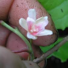 Attēlu rezultāti vaicājumam “Schisandra chinensis flower”
