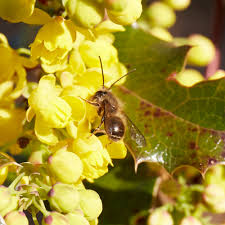 Attēlu rezultāti vaicājumam “Mahonia aquifolium”