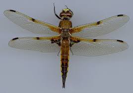 Attēlu rezultāti vaicājumam “Libellula quadrimaculata”