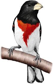 Image result for Pheucticus ludovicianus