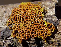 Attēlu rezultāti vaicājumam “Hemitrichia serpula macro”