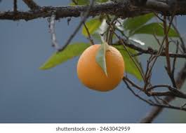 Attēlu rezultāti vaicājumam “Juglans x sinensis fruit”