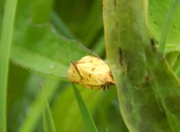 Attēlu rezultāti vaicājumam “Agapeta hamana”