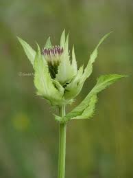 Attēlu rezultāti vaicājumam “Cirsium oleraceum flower”