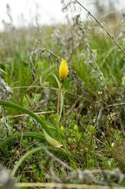 Attēlu rezultāti vaicājumam “Anemone ranunculoides bud”