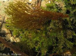 Attēlu rezultāti vaicājumam “Batrachospermum moniliforme”