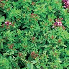 Attēlu rezultāti vaicājumam “Origanum majorana”