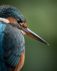 Attēlu rezultāti vaicājumam “Alcedo atthis nest”
