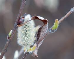 Attēlu rezultāti vaicājumam “Salix lapponum”