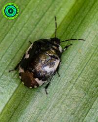 Attēlu rezultāti vaicājumam “Tritomegas bicolor nymph”