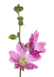 Image result for Alcea (althaea) rosea