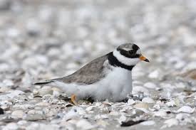 Attēlu rezultāti vaicājumam “Charadrius hiaticula adult”