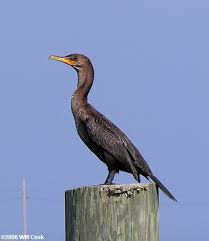 Image result for Phalacrocorax auritus