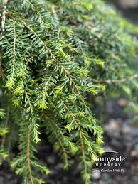 Attēlu rezultāti vaicājumam “Tsuga canadensis”