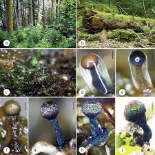 Attēlu rezultāti vaicājumam “Cribraria ferruginea spores”