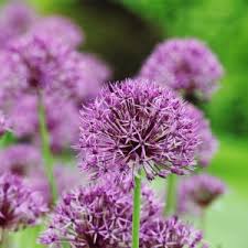 Attēlu rezultāti vaicājumam “Allium holandicum leaf”