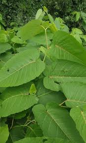 Attēlu rezultāti vaicājumam “Reynoutria sachalinensis”