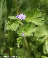 Attēlu rezultāti vaicājumam “Geranium pyrenaicum flower”
