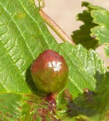 Attēlu rezultāti vaicājumam “Tetraneura ulmi”