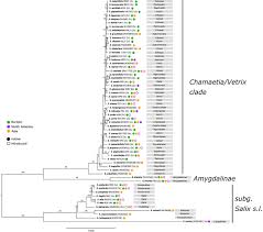 Attēlu rezultāti vaicājumam “Salix Vetrix”