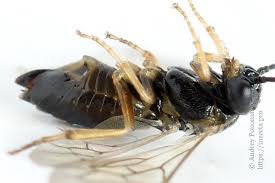 Attēlu rezultāti vaicājumam “Pontania proxima”