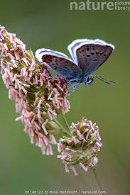 Attēlu rezultāti vaicājumam “Plebejus argus”