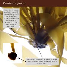 Attēlu rezultāti vaicājumam “Cribraria costata stalked”