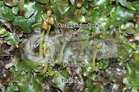 Attēlu rezultāti vaicājumam “Conocephalum”