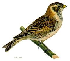 Image result for Calcarius lapponicus