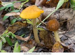 Attēlu rezultāti vaicājumam “Pluteus leoninus”