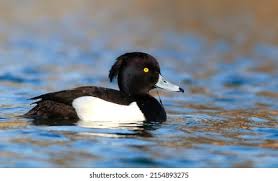 Attēlu rezultāti vaicājumam “Aythya fuligula male”