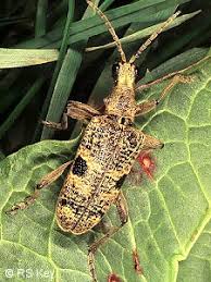 Attēlu rezultāti vaicājumam “Rhagium mordax”