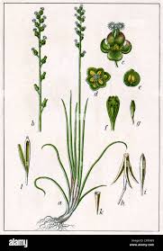 Attēlu rezultāti vaicājumam “Juncaginaceae”