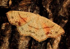 Attēlu rezultāti vaicājumam “Cyclophora punctaria”