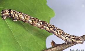 Attēlu rezultāti vaicājumam “Epirranthis diversata”