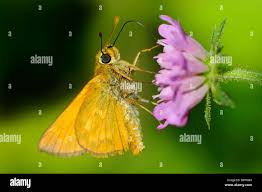 Attēlu rezultāti vaicājumam “Ochlodes sylvanus”