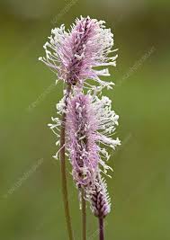 Attēlu rezultāti vaicājumam “Plantago media flower”