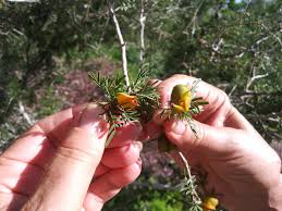 Attēlu rezultāti vaicājumam “Poa angustifolia fruit”