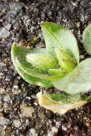 Attēlu rezultāti vaicājumam “Cerastium semidecandrum bud”