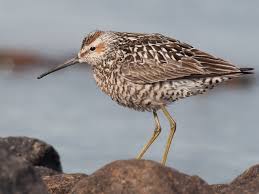 Image result for Calidris himantopus