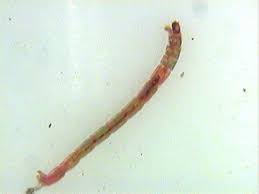 Attēlu rezultāti vaicājumam “Chironomidae larvae”