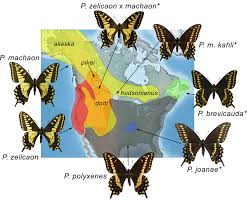 Attēlu rezultāti vaicājumam “Papilio machaon”