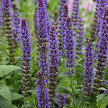 Attēlu rezultāti vaicājumam “Salvia nemorosa flower”