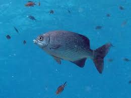 Image result for Kyphosus