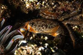 Image result for Eriphia verrucosa