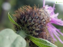 Attēlu rezultāti vaicājumam “Centaurea phrygia flower”