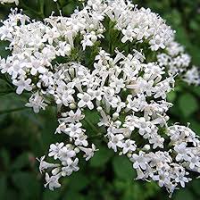 Image result for Valeriana officinalis
